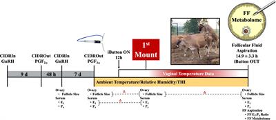 Relationship between higher estrus-associated temperatures and the bovine preovulatory follicular fluid metabolome